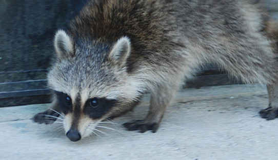 Raccoon Removal in Crown Point