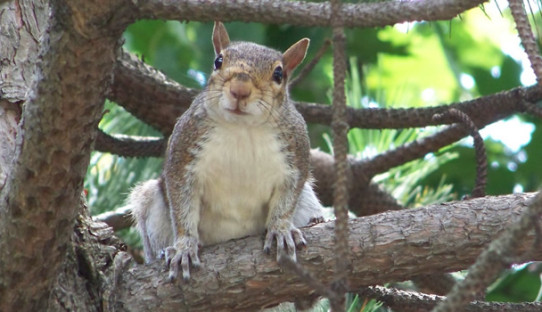 Squirrel Removal in Crown Point